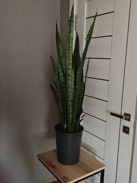 Сансевиерия / Сансев'єра (теща язик) / кімнатна рослина