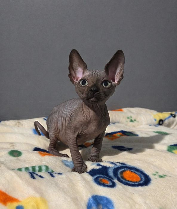 Sfinks Kanadyjski kocurek RAMBO