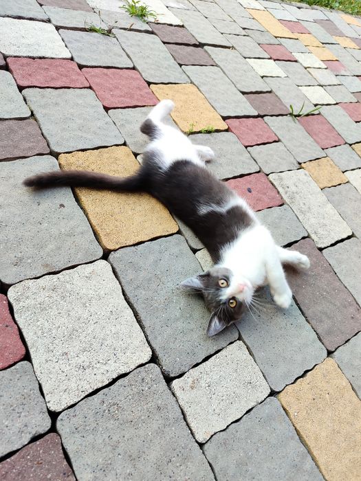 котика пухнастогоо