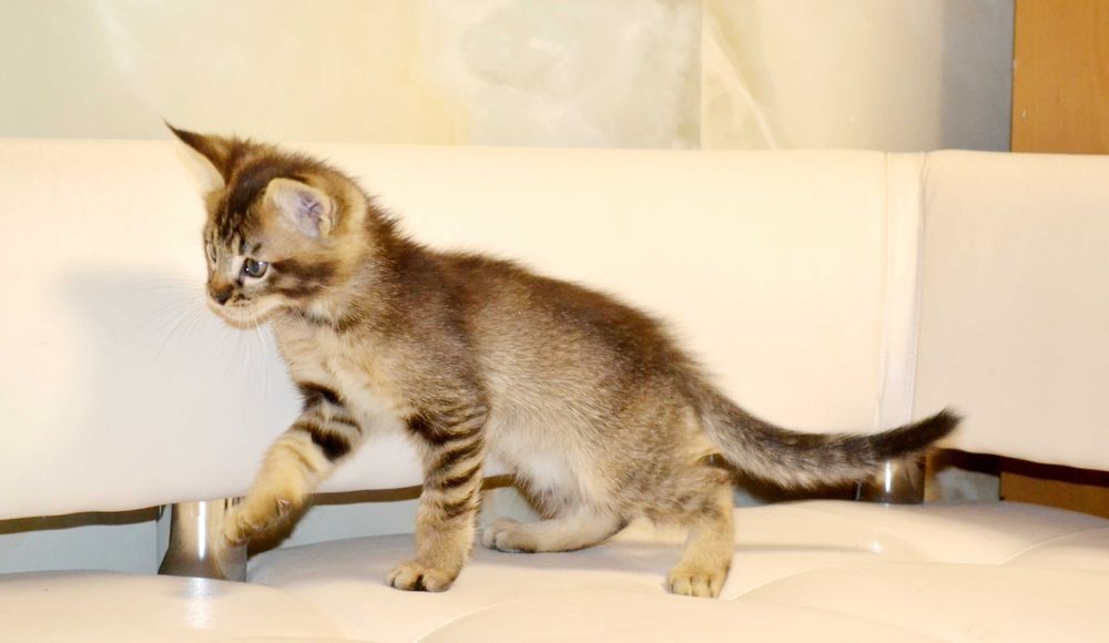 Маленькая рысь! Крупные котята чаузи!