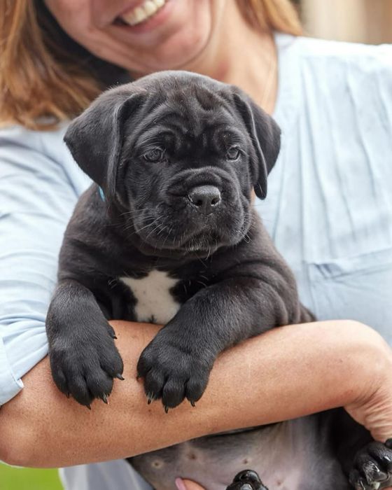 Цуценята кане корсо КСУ