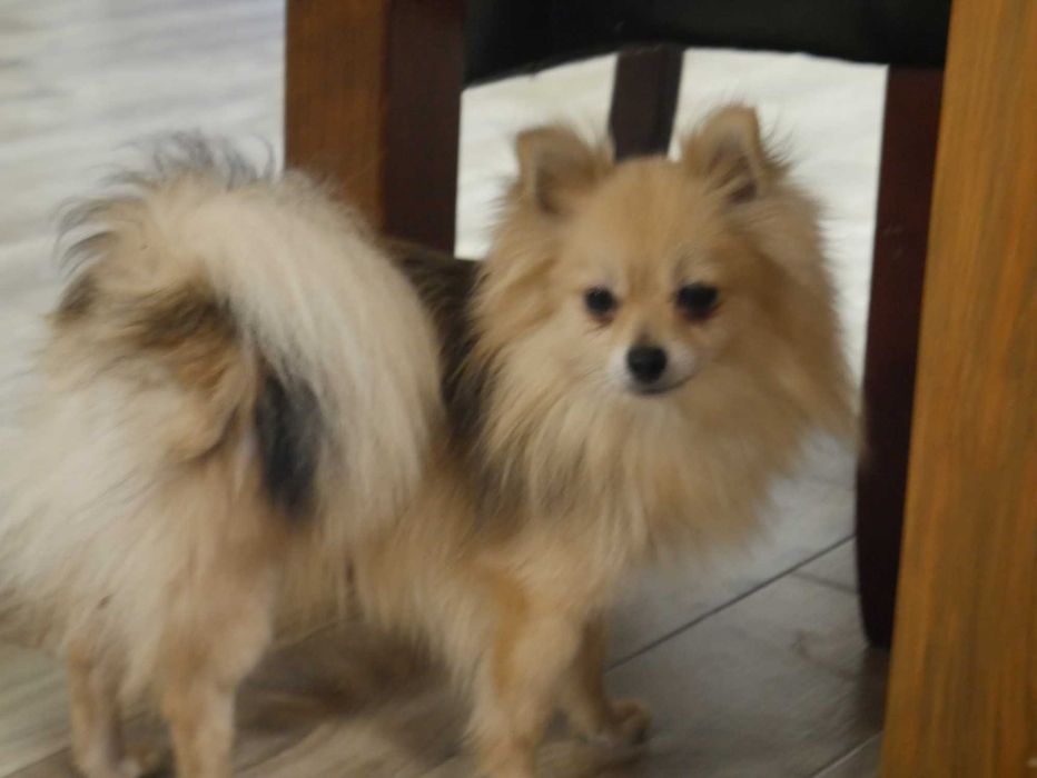 Szpic miniaturowy -sunia