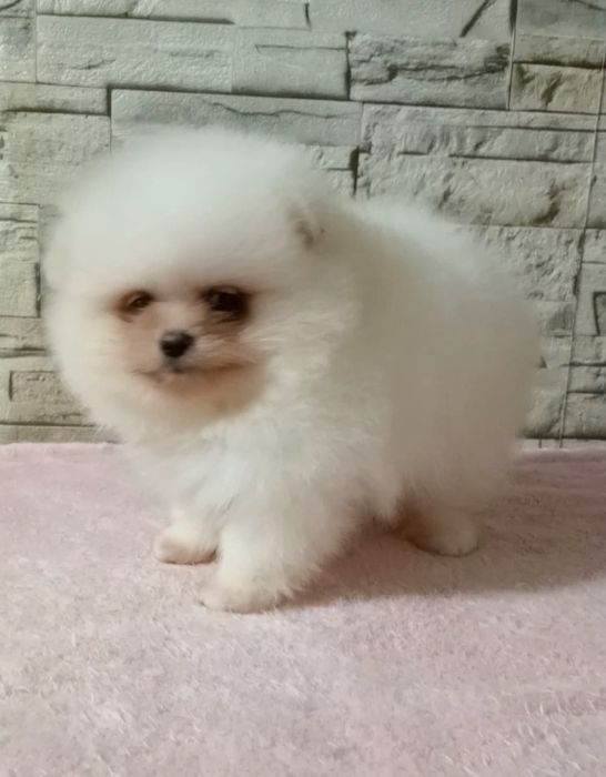 Крихітна дівчинка шпіц