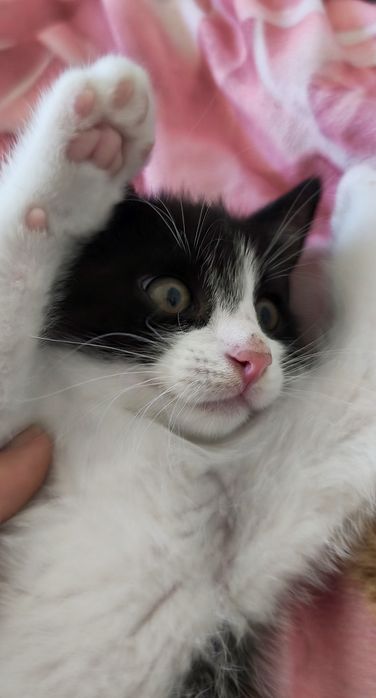 Kocięta do adopcji
