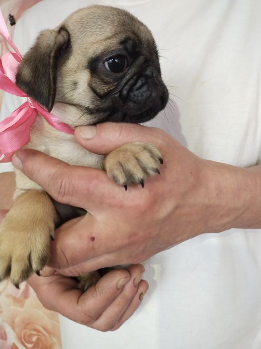 Шикарная девчонка с документами клуба УКФ