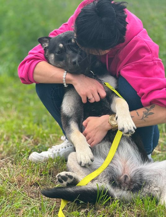 Szczeniak szuka domu- suczka do adopcji