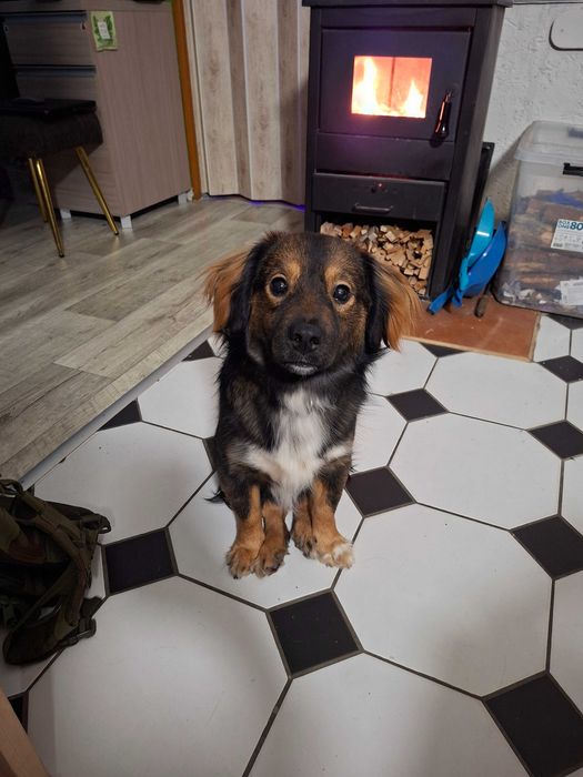 Oddam pieska w dobre rece z przyczyn zdrowotnych dziecka