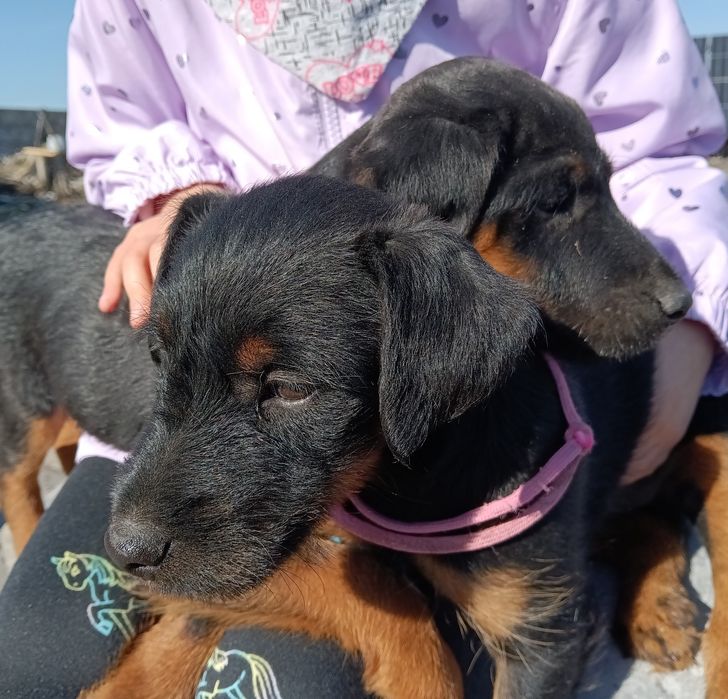 Terier niemiecki jagdterier suczka