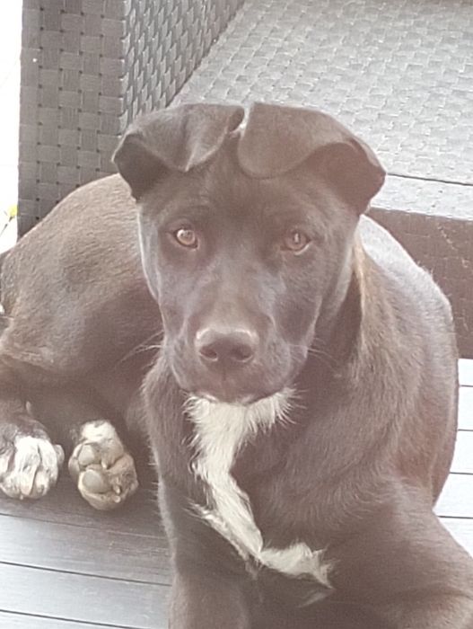 Ofereço casal de cães irmãos