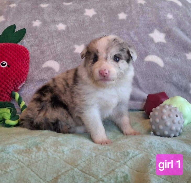Border collie - śliczna suczka po championach ZKwP