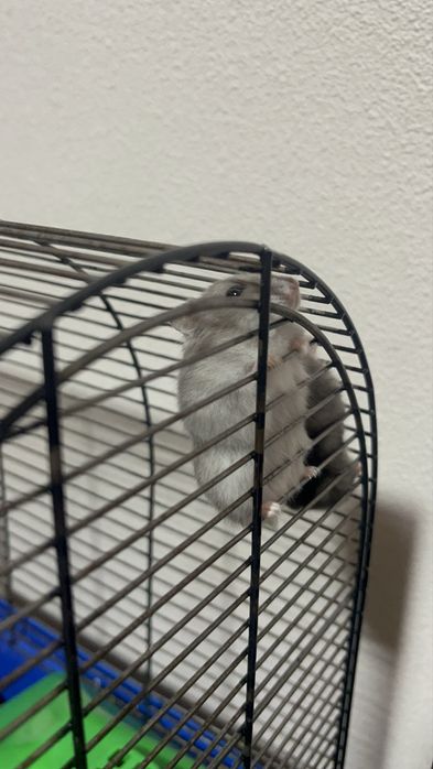 Продам хомʼяка джунгарик