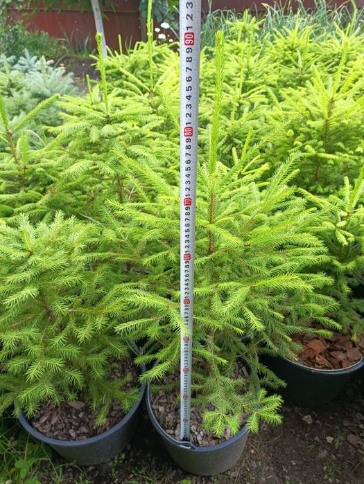 Ялина Європейська, Ель Европейская