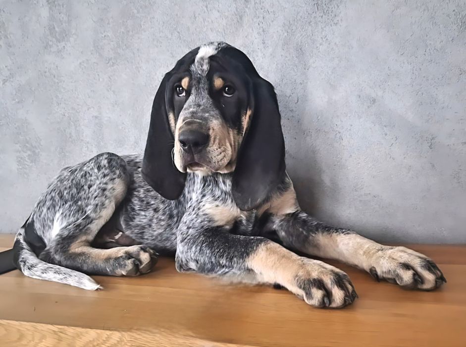 Mały gończy gaskoński FCI - NIE wyżeł, posokowiec