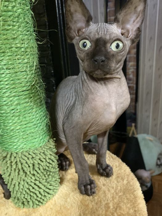 Sfinks kanadyjski czarny słodziak do odbioru. Rodowód