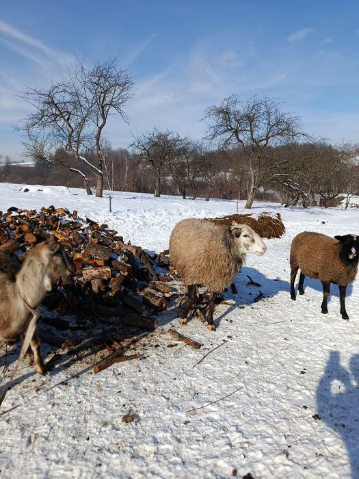 Продається баран