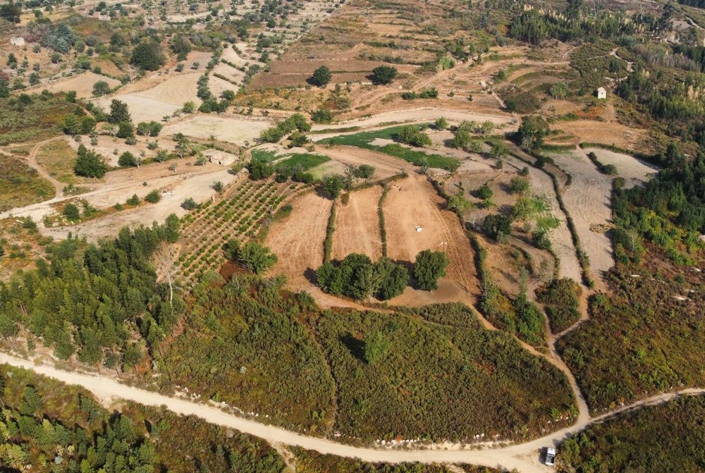 Quinta composta por terreno de cultivo e pinhal