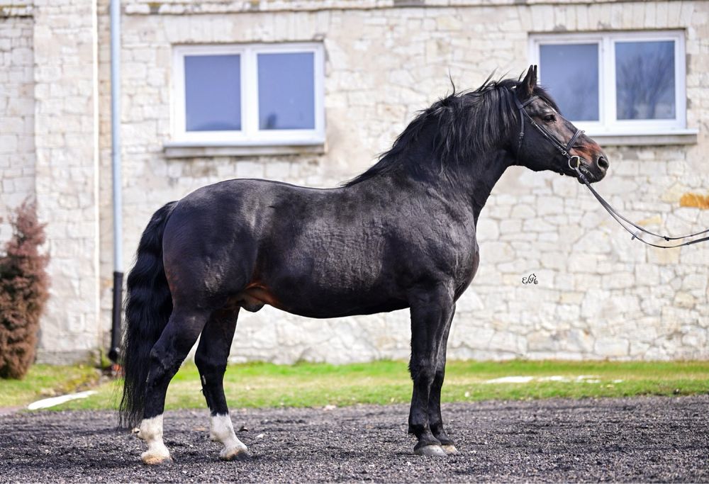 Ogier slaski MONTREAL