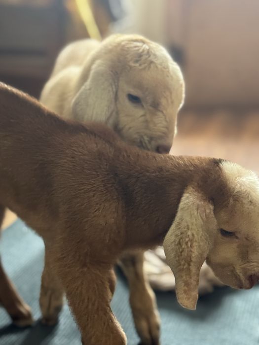 Продам. Нубійский козел.