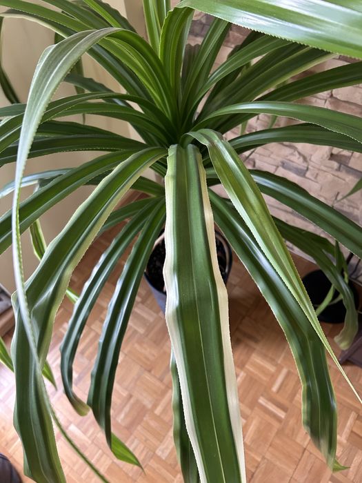 Roślina kwiat Pandan średnica 1,5 metra doniczka