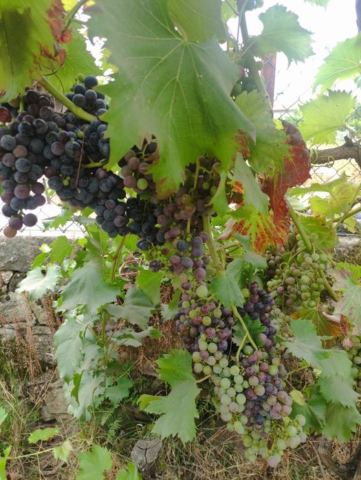 Uvas de ramada para vinho