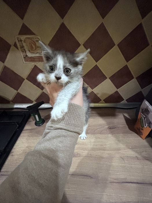 Віддамо кошенятко в добрі руки