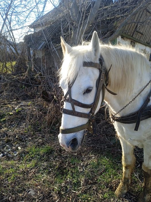 Продам коня 12 років