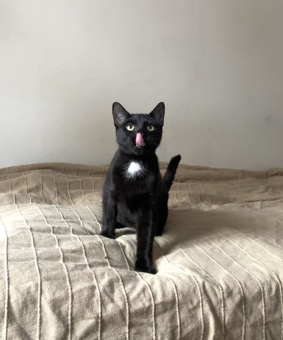 Sezam szuka wspanialej rodziny