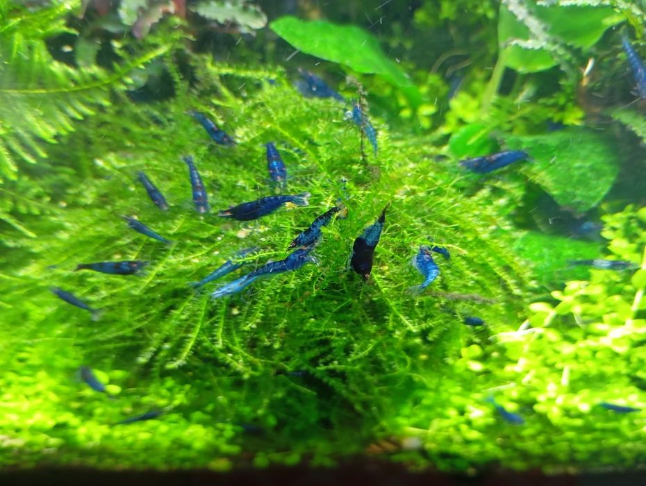 Camarão neocaridina