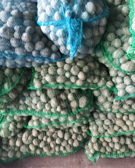 Ziemniaki sadzeniaki. Wineta.