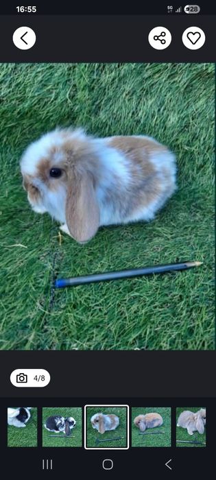 Coelhinhos anões várias raças