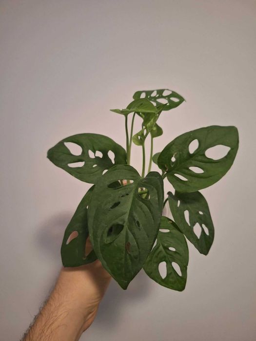 Zestaw roślin domowych: hoya, fikus sprężysty, monstera, epipremnum
