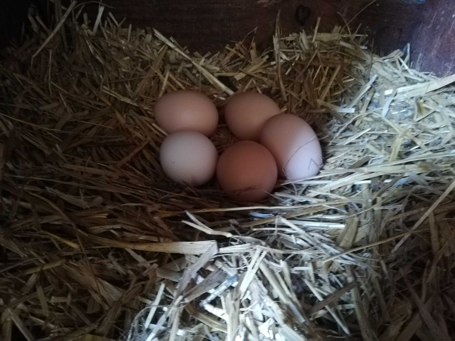 Wiejskie jajka jak ekologiczne jaja od kur z wolnego wybiegu