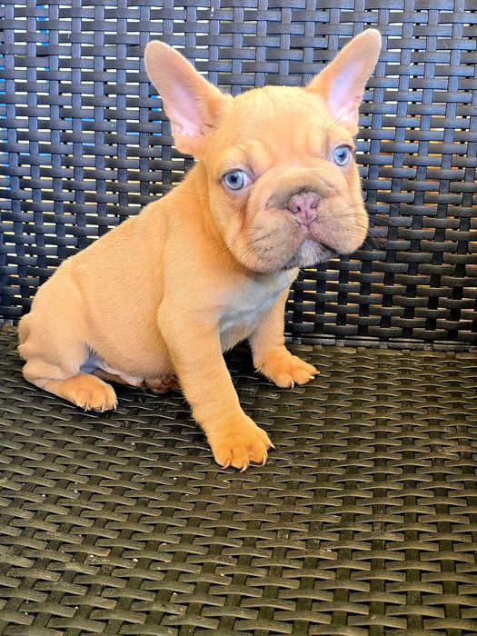 Bulldog francês Macho , olhos Brilhantes
