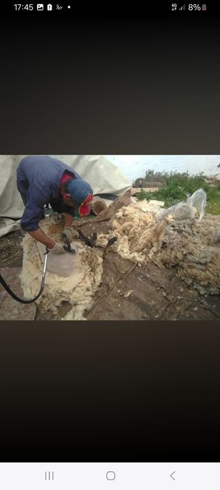 Fazemos tusquia de ovelhas