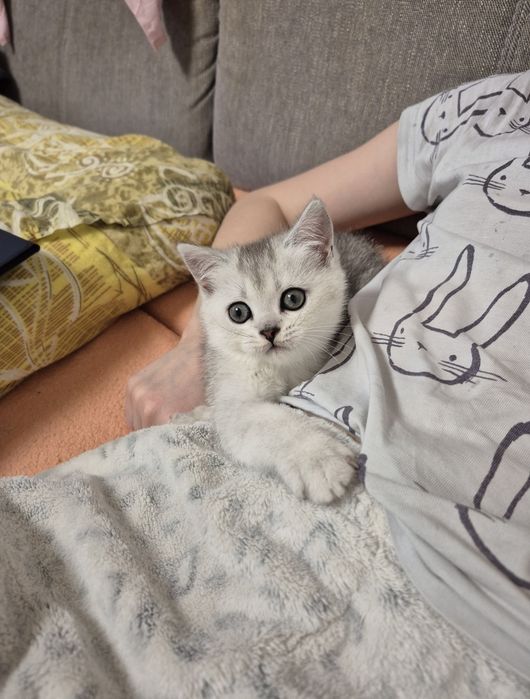 Дівчинка срібна шиншила серебристая шиншилла девочка шотландский котёнок девочка шотландские котята