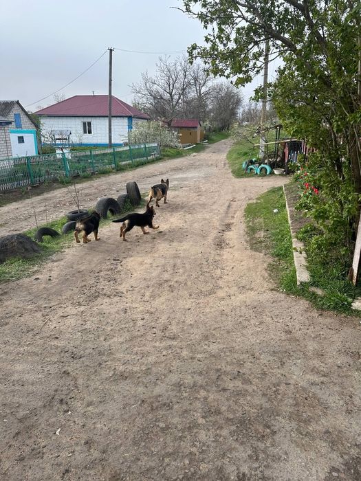 Німецька вівчарка:розумні та віддані цуценята