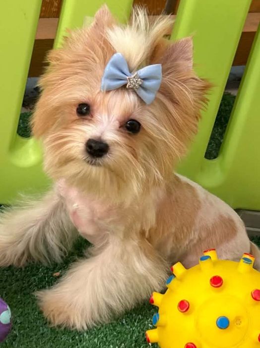 Golddust Yorkshire terrier miniaturka piesek Darius