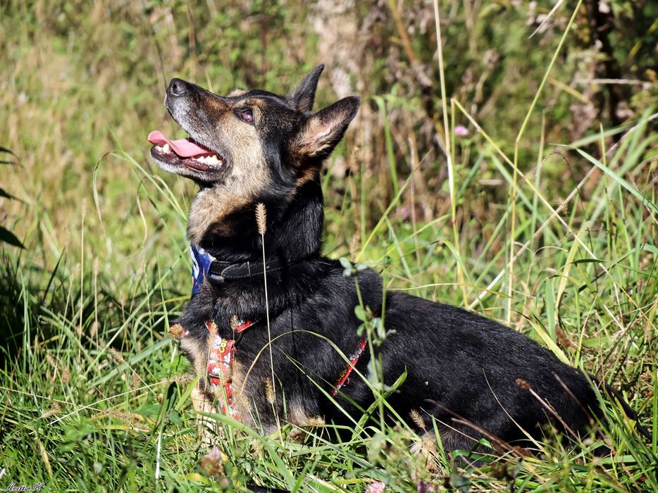 Kubuś ma za sobą bardzo trudne życie. Odmień jego los