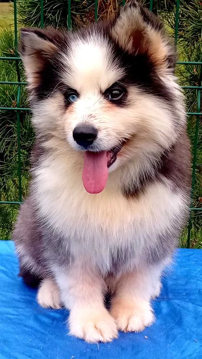 Husky syberyjski-piesek