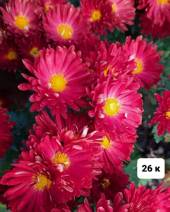 Набір з 6 кущів хризантем. Багаторічні квіти