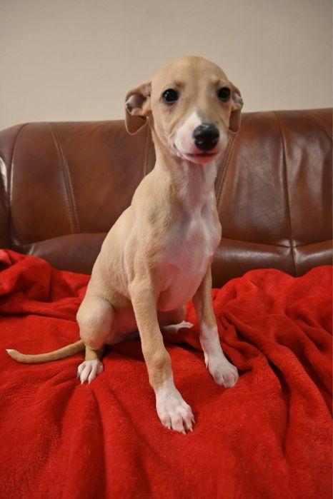 Whippet Chart Angielski-suczka