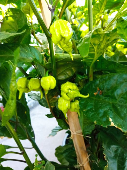Malaguetas originais Carolina reaper , a mais picante do mundo