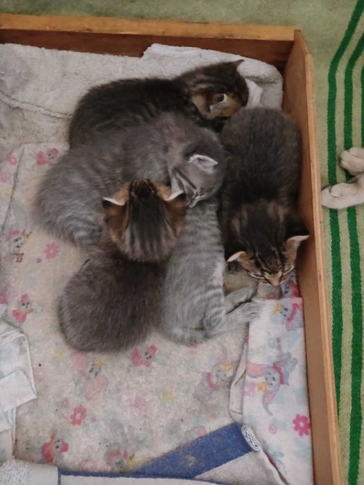 Котята в добрые руки