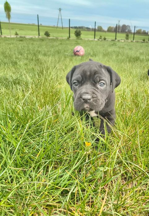 Cane Corso Pies szczeniak