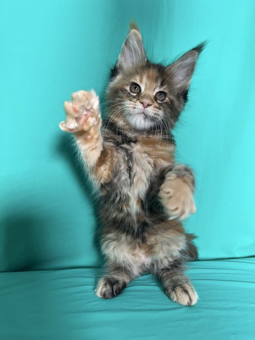 Мейн-Кун красуні дівчата