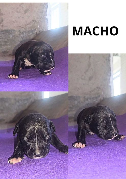 Procurao nova familia