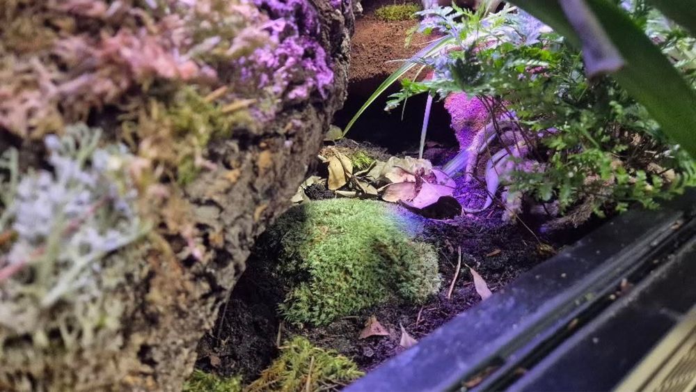 Leśne runo, podłoże- naturalna ściółka do terrarium