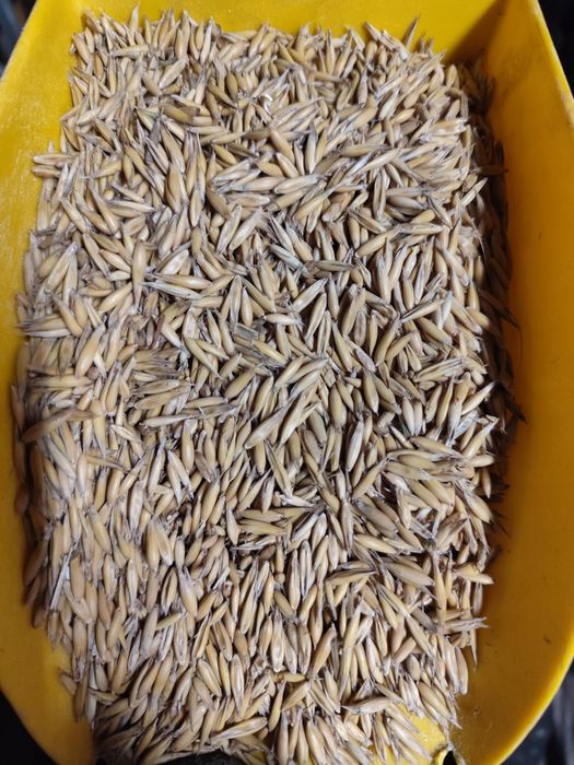 OWIES Bingoo. Pellet