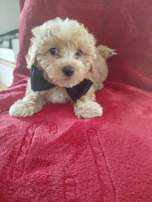 Sprzedam pieski rasy MALTIPO