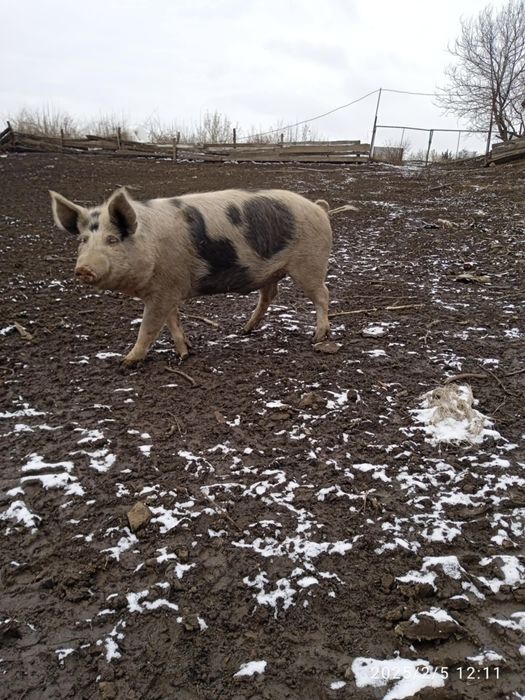 Продам свиней живою вагою